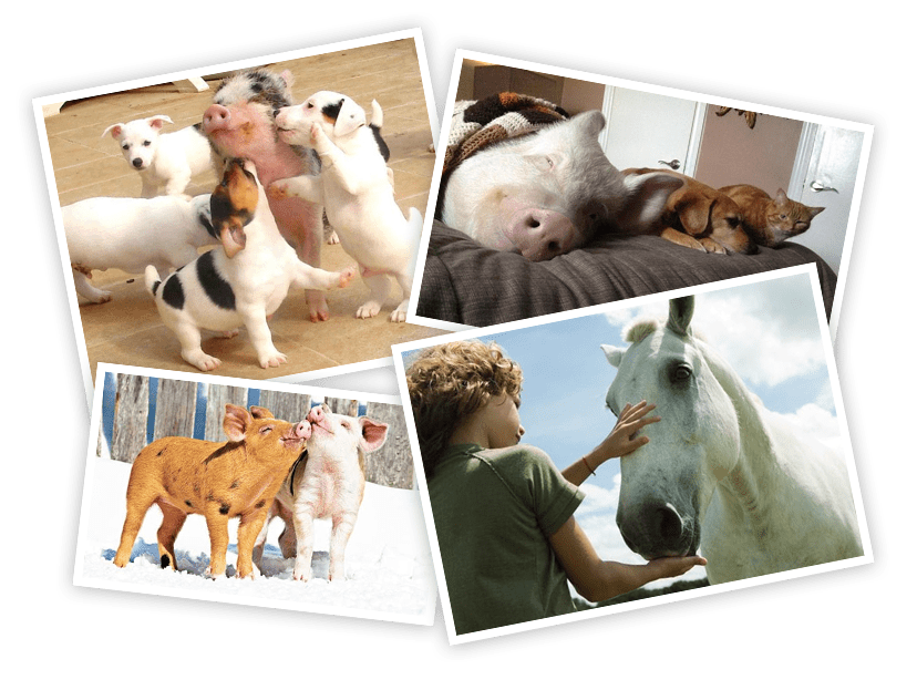 Don't eat animals!