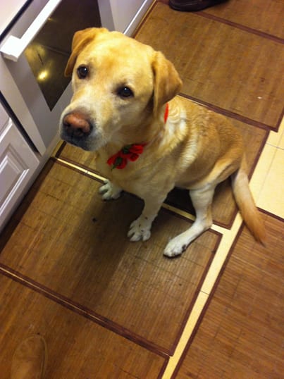 sweety dog