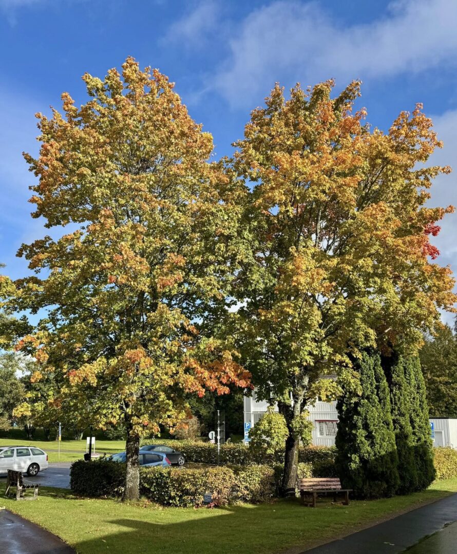 Golden autumn says hello